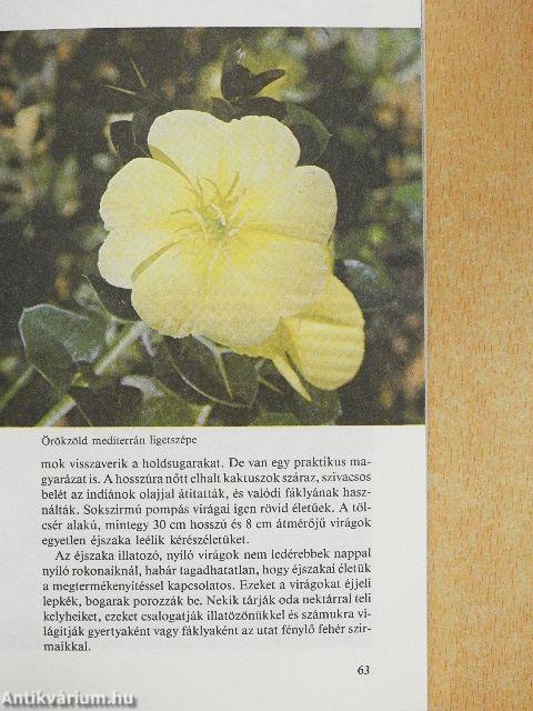 Növényi csodák