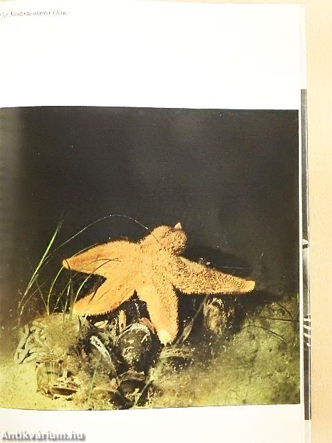 Wir tauchten in Ostsee und Schwarzem Meer