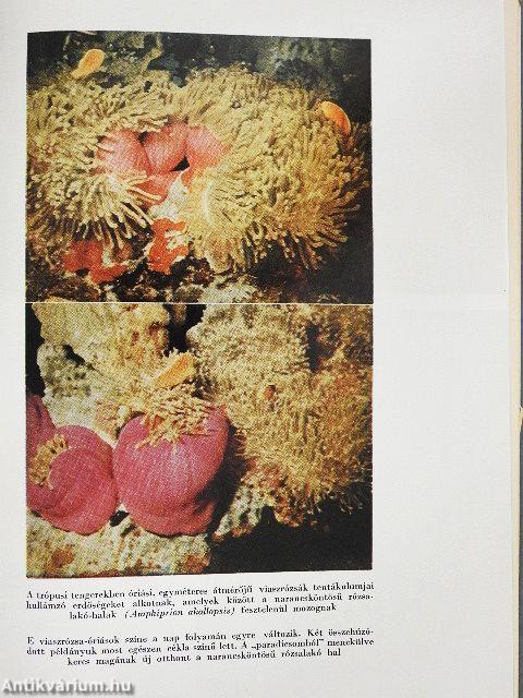 Élet a víz tükre alatt