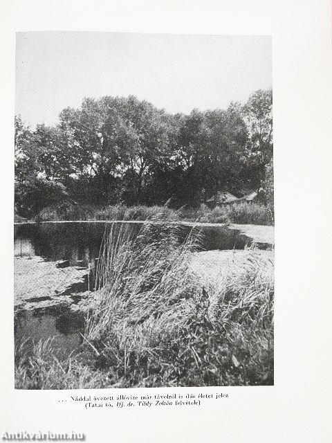 Élet a víz tükre alatt