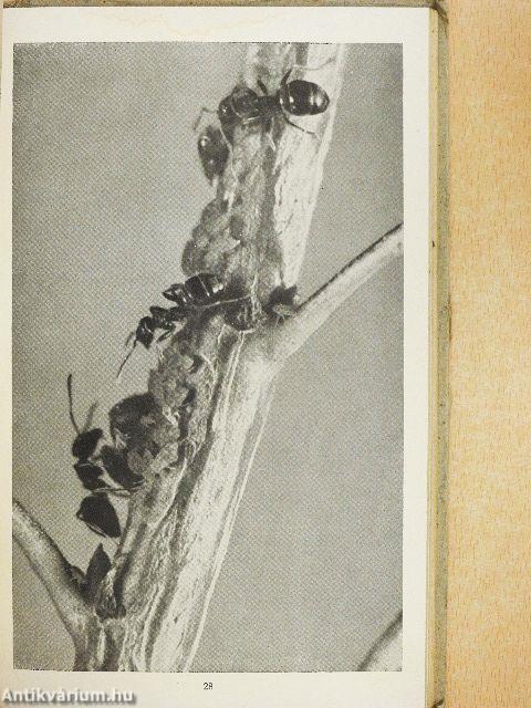 Wunder der Tiergemeinschaften