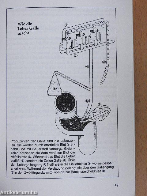 Die neue Leber-Galle Diät