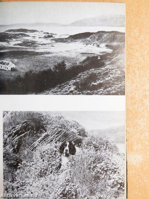 Csillogó vízgyűrűk