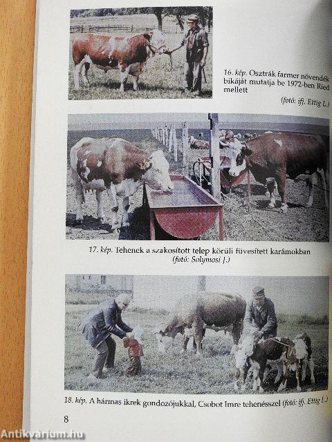 A magyar tarka szarvasmarha bonyhádi tájfajtája