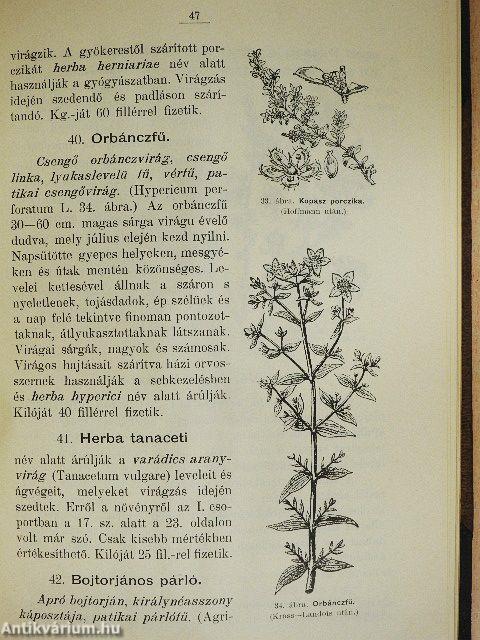 Rövid útmutatás a vadon termő gyógyító növények gyűjtésére