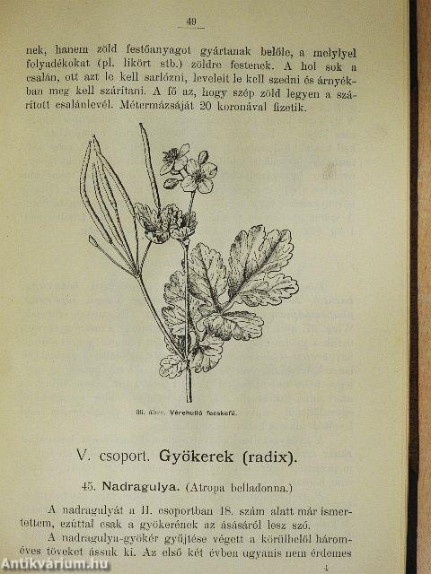 Rövid útmutatás a vadon termő gyógyító növények gyűjtésére