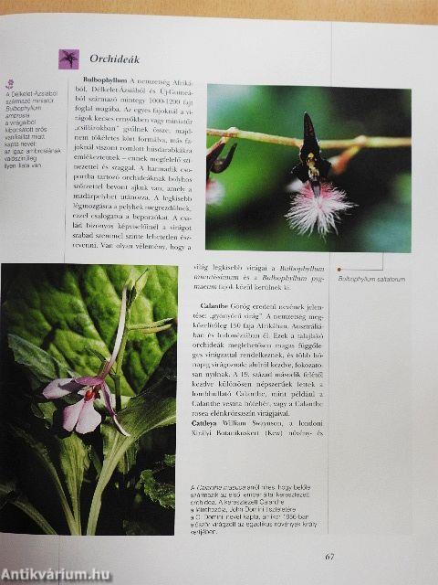 Varázslatos virágok