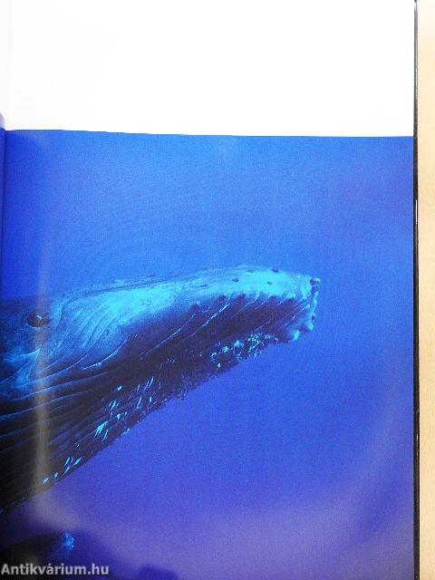 Bálnák és delfinek