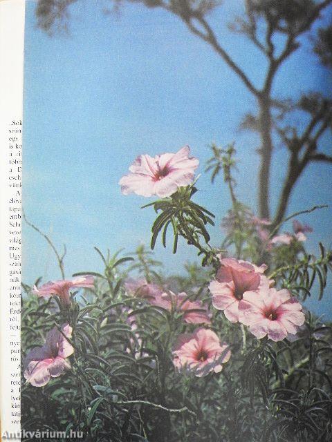 Szafári a Kilimandzsáró alatt