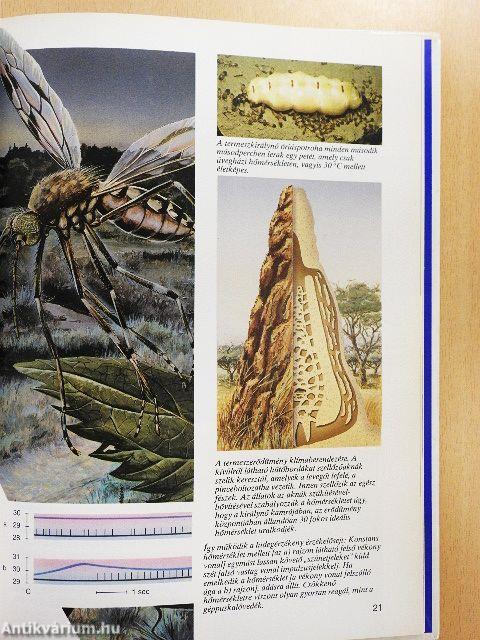 Ahogy az állatok látnak, hallanak és éreznek