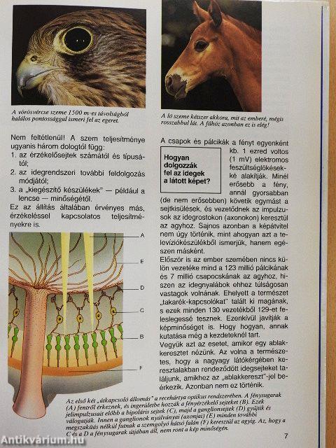 Ahogy az állatok látnak, hallanak és éreznek