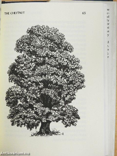 The Celtic Tree Calendar