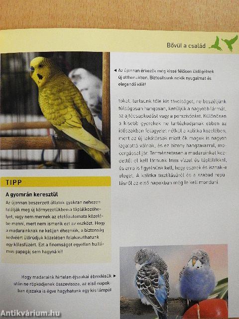 A hullámos papagáj