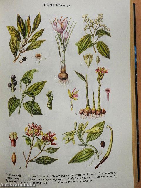 Természettudományi kislexikon I-II.