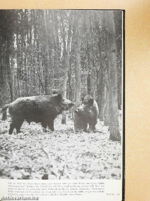 Photographieren und Filmen von Wild und Vögeln