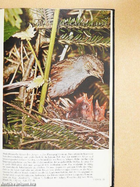 Photographieren und Filmen von Wild und Vögeln