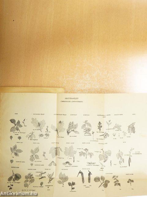 Az erdei fás növények