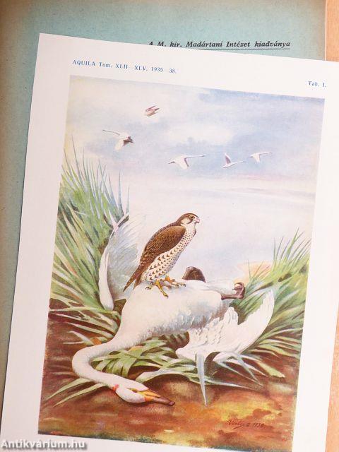 Madárvédelem a kertben