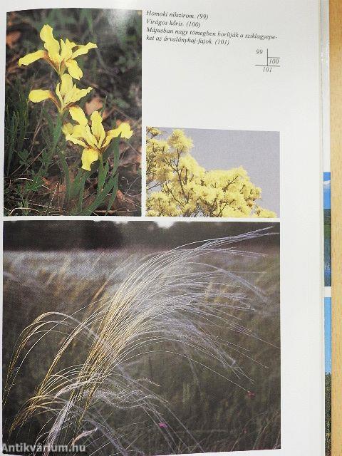 Egy cseppnyi Magyarország