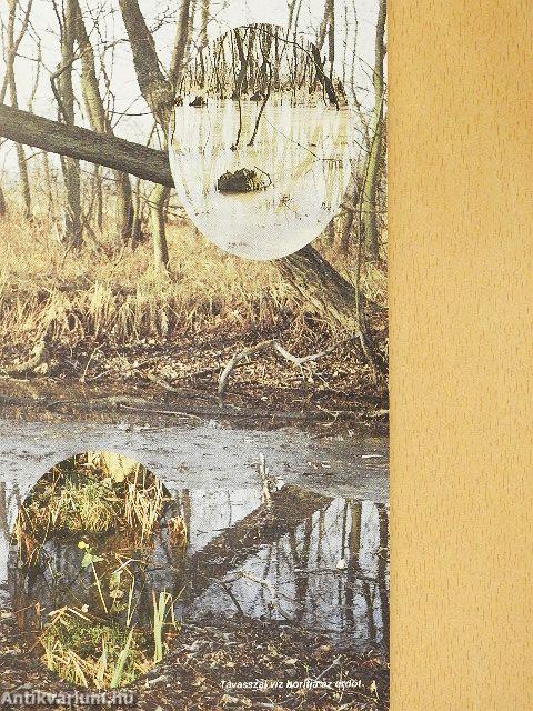 A kiskőrösi Szücsi-erdő