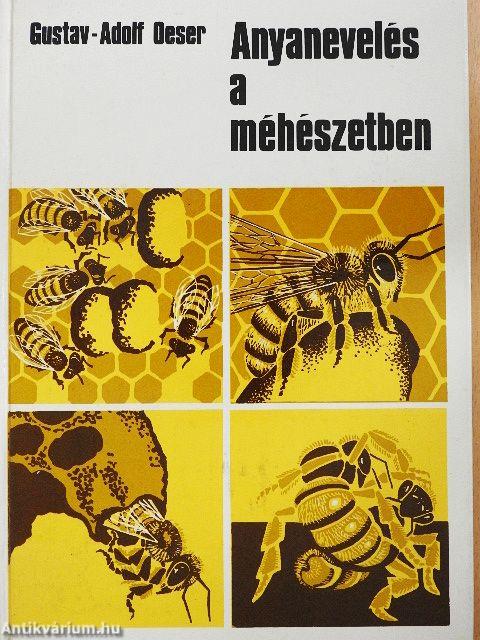 Anyanevelés a méhészetben