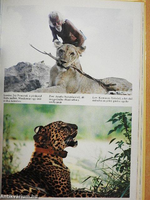 Oroszlánok között