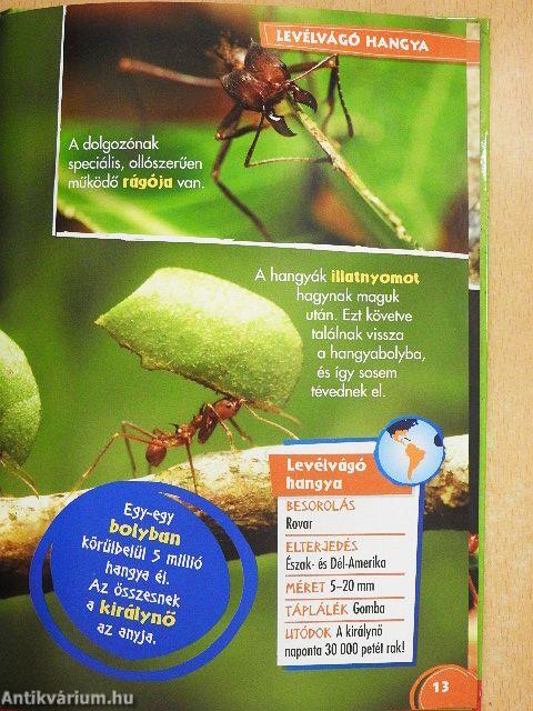 Disney Állati Szafari 27.