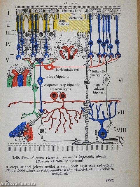 Functionalis anatomia 3.