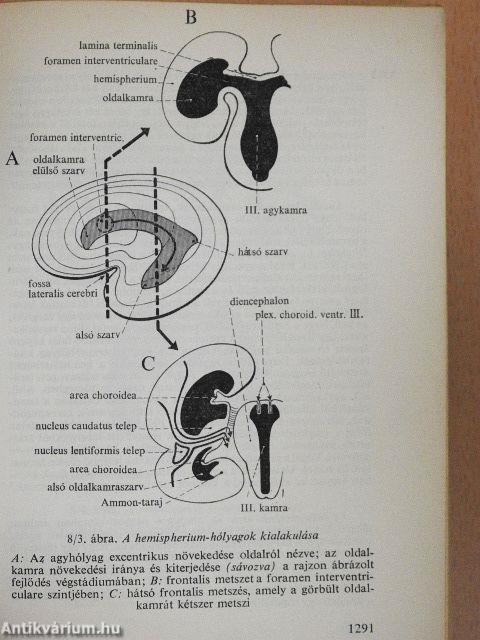 Functionalis anatomia 3.