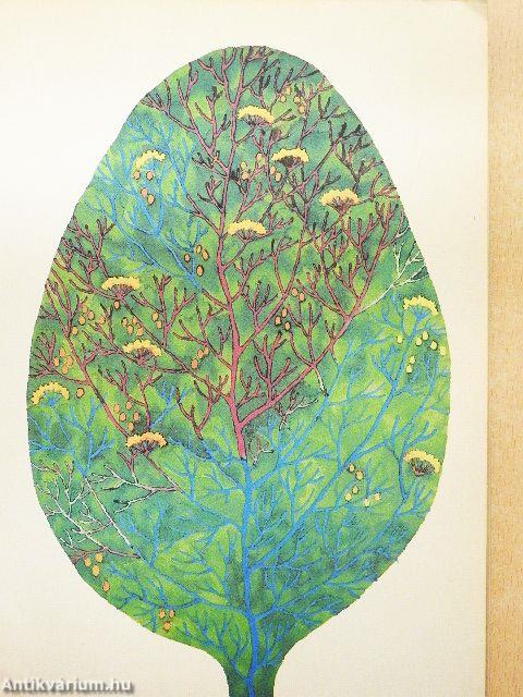 Mese a csodálatos nyárról