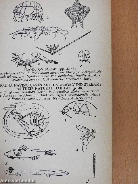 The Forest and the Sea