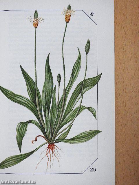 Allergia