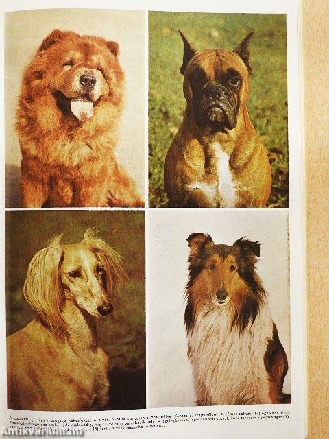 400 tanács kutyakedvelőknek