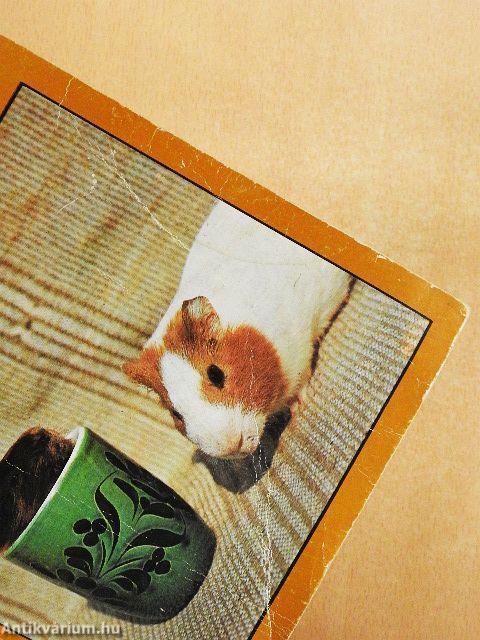 Kisállatok a lakásban