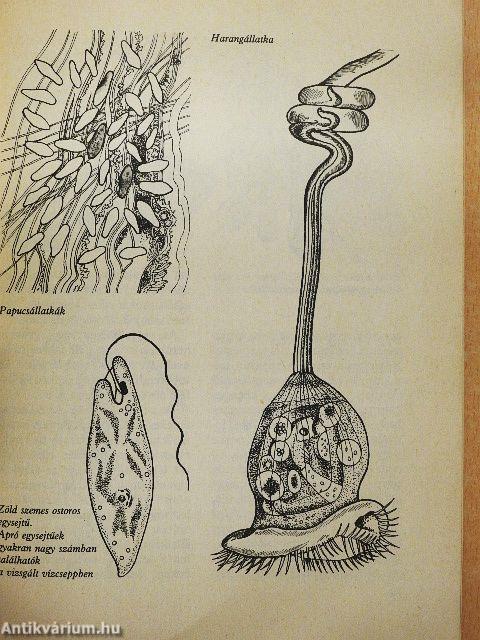 Kisállatok a lakásban