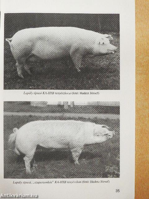 Sertéstenyésztés és -tartás