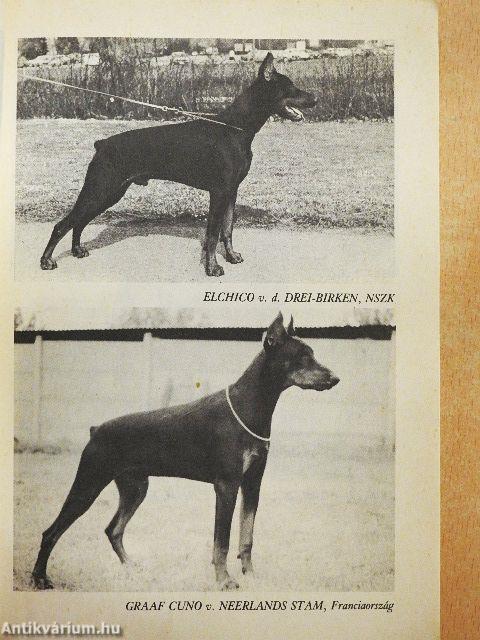 Barátunk a dobermann