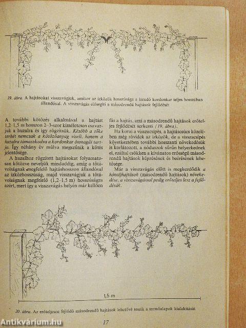 Az egyesfüggöny tőkeművelésmód kialakítása