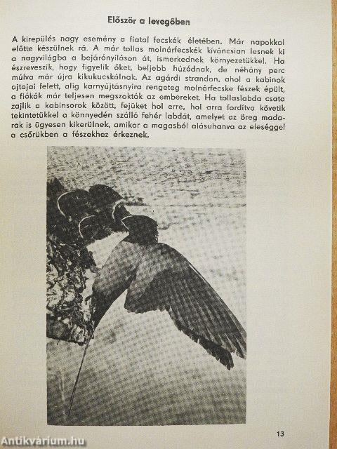 Füsti- és molnárfecske