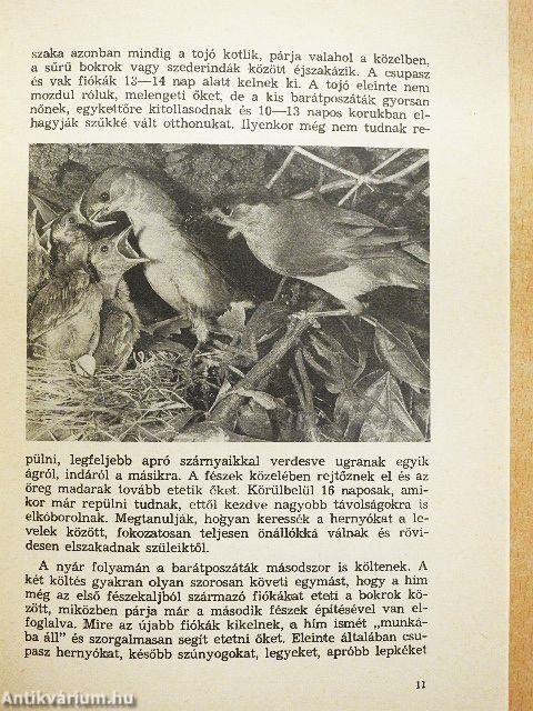 A barátposzáta