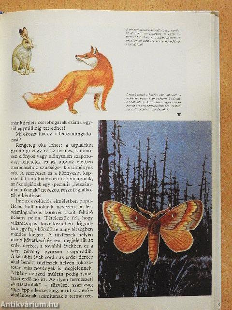 A fejlődés regénye