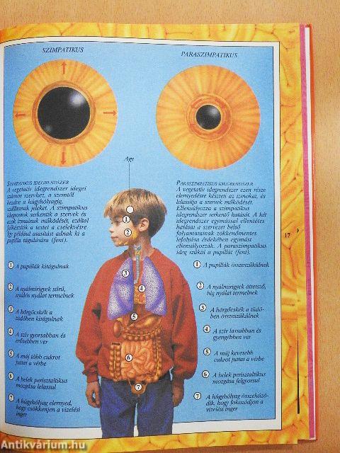 Az emberi test enciklopédiája II.