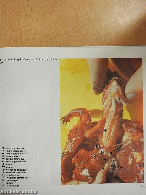 Összehasonlító anatómiai atlasz