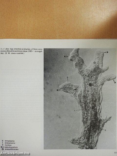 Összehasonlító anatómiai atlasz