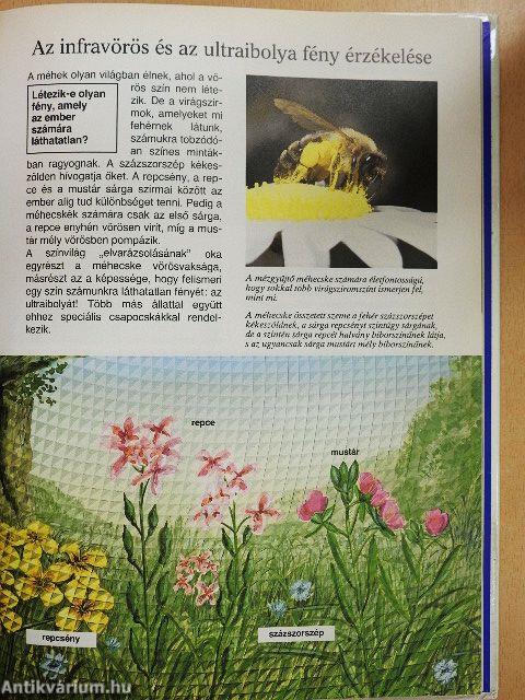 Ahogy az állatok látnak, hallanak és éreznek