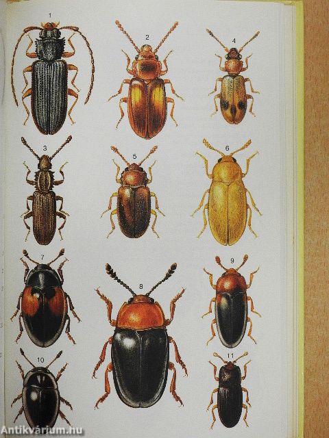 Käfer Mittel- und Nordwesteuropas