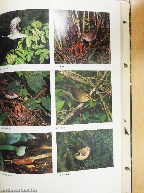 Magyarország fészkelő madarai