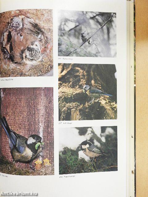 Magyarország fészkelő madarai