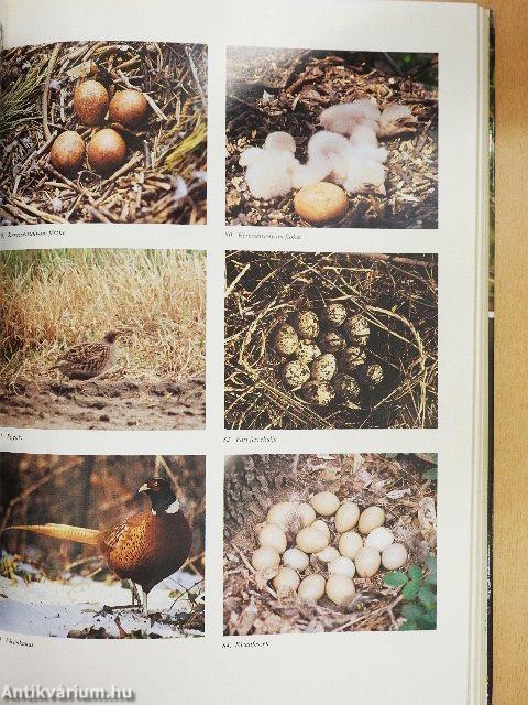 Magyarország fészkelő madarai