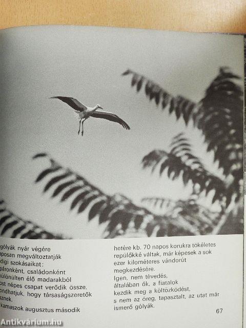 Gólya, gólya, hazaszállj!